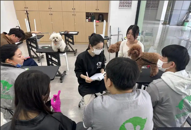 天津市宠物美容宠物美容培训学校 - 一站式服务